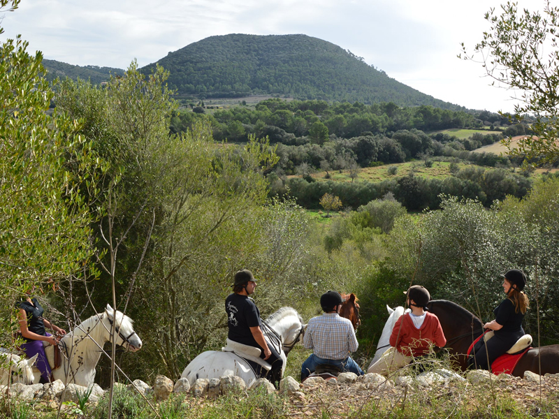 Initiation to the Equestrian World with a Purebred Spanish Horse