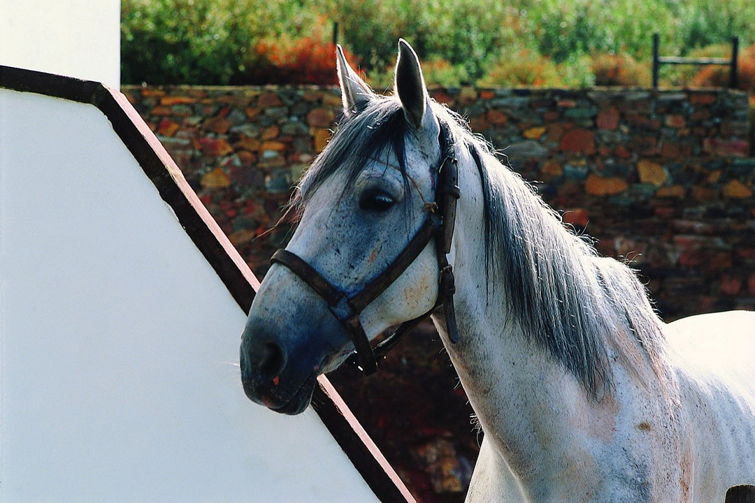 Exclusive Horseback journey through Sierra de Na Burguesa