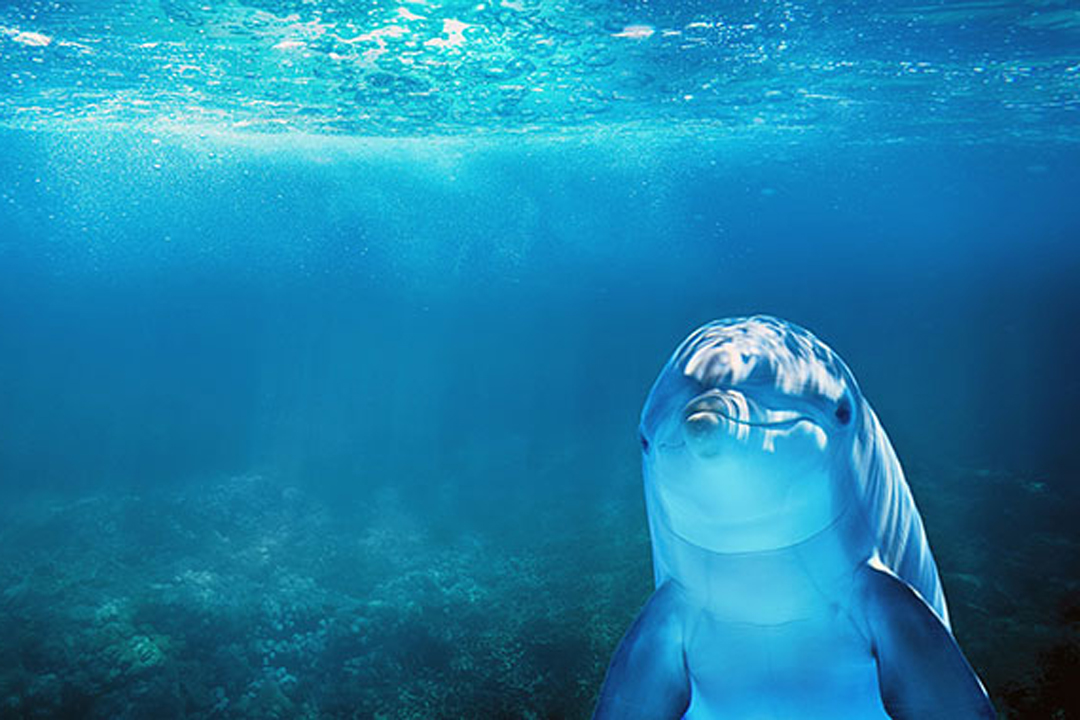 Dolphin Watching Tour – Direct Ticket