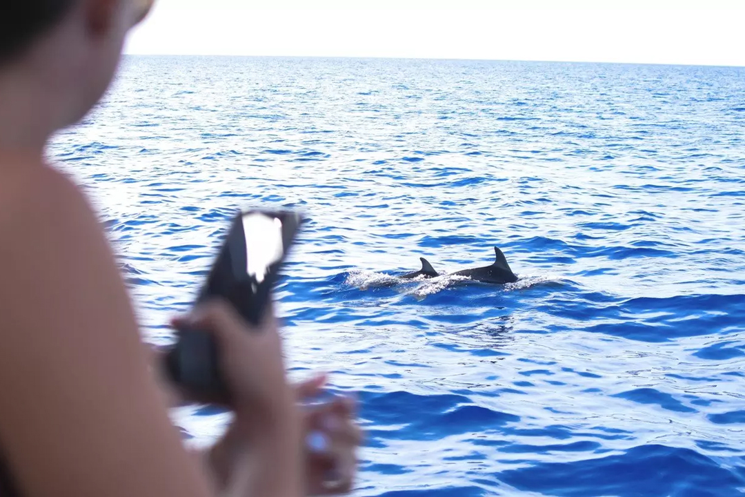 Dolphin Watching Tour – Direct Ticket
