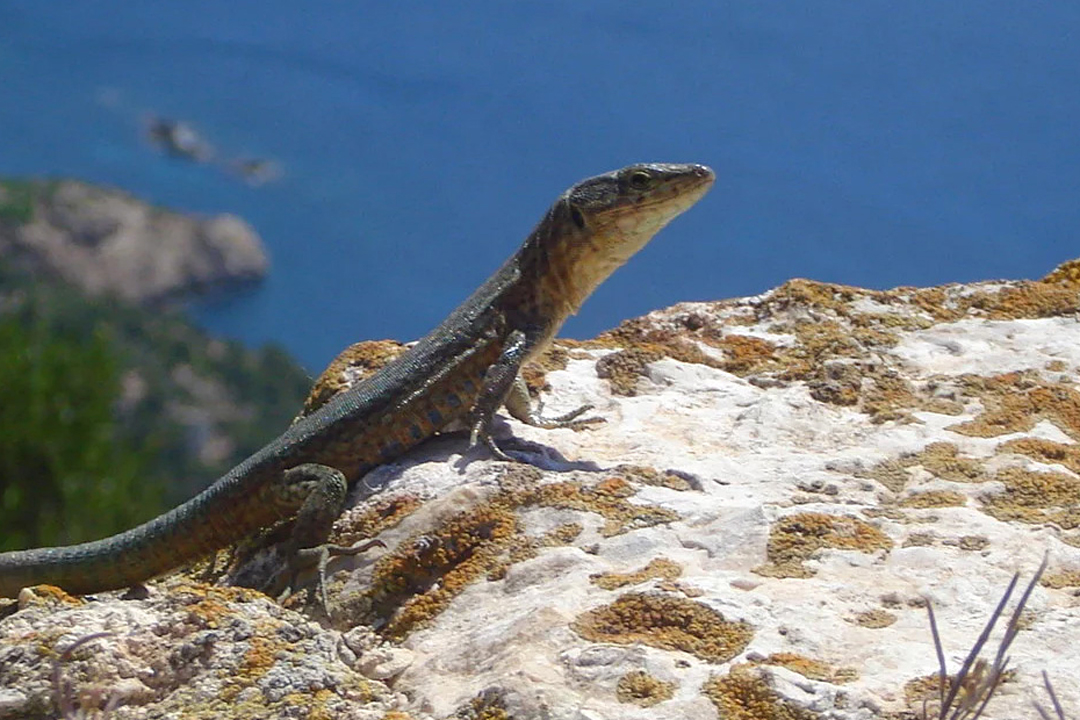 Excursión en barco a Dragonera con parada para nadar y almuerzo - Atalaya II