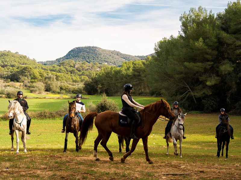 test-test-pure-bred-spanish-horse